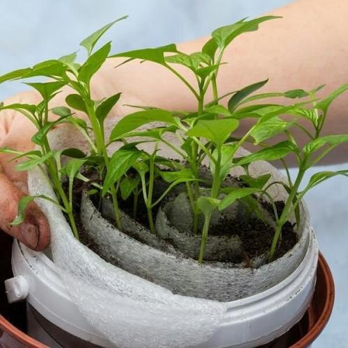 Дачный лайфхак. Посадка семян в УЛИТКУ с землёй. 07 Дачный лайфхак. Посадка семян в УЛИТКУ с землёй. 07