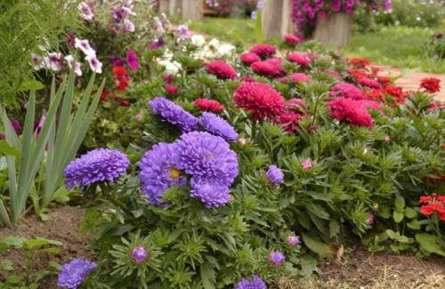 Посев астры: 3 правила успеха. 01