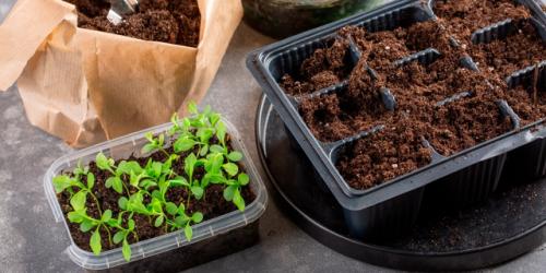 Посев астры: 3 правила успеха. 02