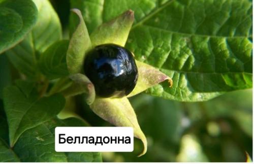 Опасные растения для дачи! 01