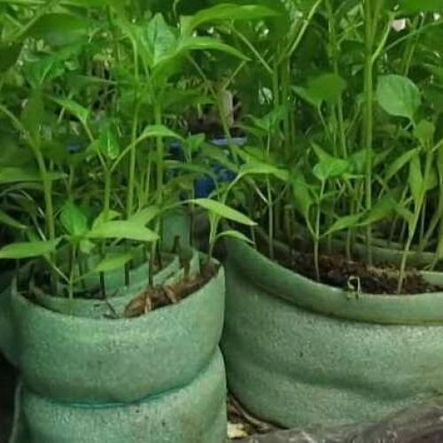 Дачный лайфхак. Посадка семян в УЛИТКУ с землёй. 09 Дачный лайфхак. Посадка семян в УЛИТКУ с землёй. 09