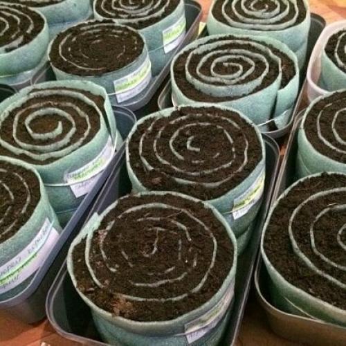 Дачный лайфхак. Посадка семян в УЛИТКУ с землёй. 03 Дачный лайфхак. Посадка семян в УЛИТКУ с землёй. 03