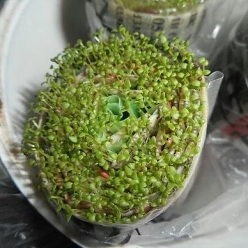 Дачный лайфхак. Посадка семян в УЛИТКУ с землёй. 05 Дачный лайфхак. Посадка семян в УЛИТКУ с землёй. 05