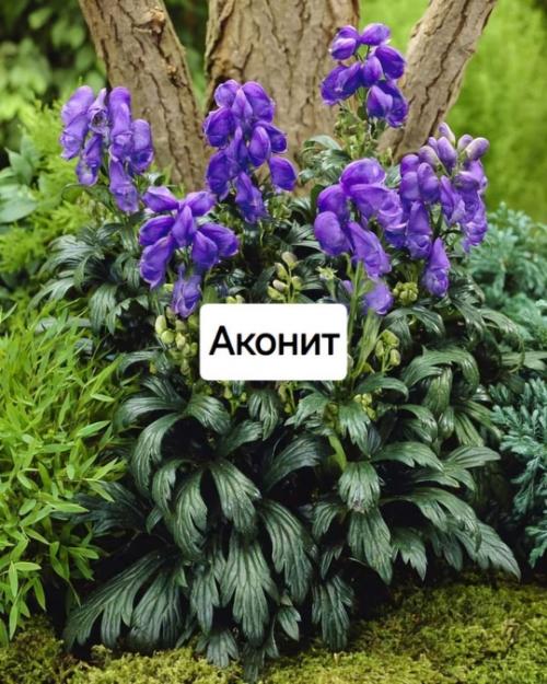 Опасные растения для дачи! 02