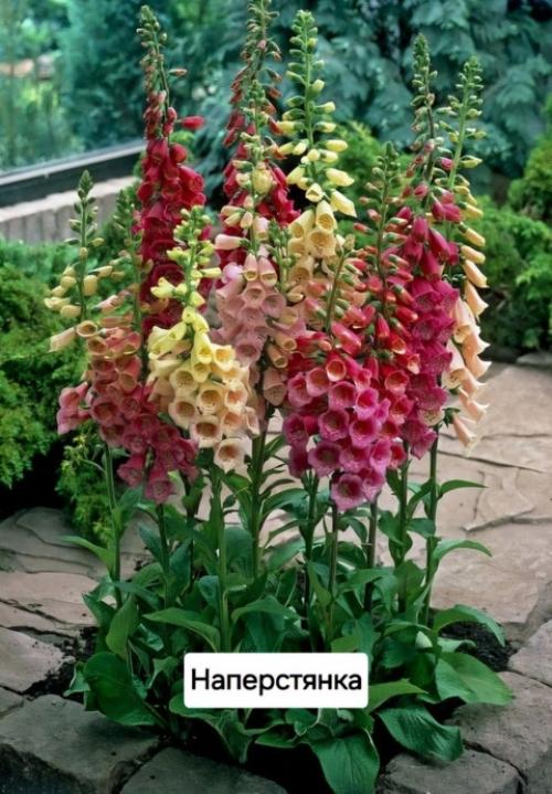 Опасные растения для дачи! 03