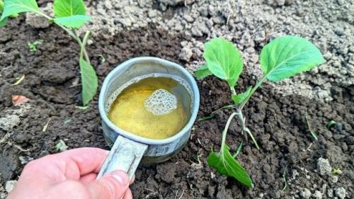 Подкормка капусты в июне: мы выбираем лучшее для крепких кочанов. 

