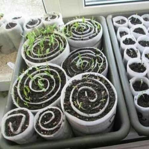 Дачный лайфхак. Посадка семян в УЛИТКУ с землёй. 06 Дачный лайфхак. Посадка семян в УЛИТКУ с землёй. 06