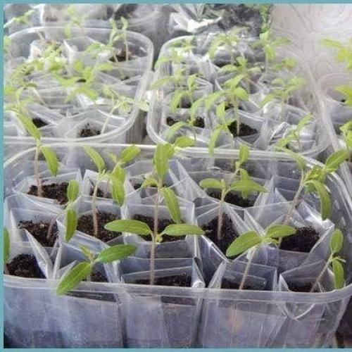 Дачный лайфхак. Посадка рассады в П/э пакеты. 05 Дачный лайфхак. Посадка рассады в П/э пакеты. 05