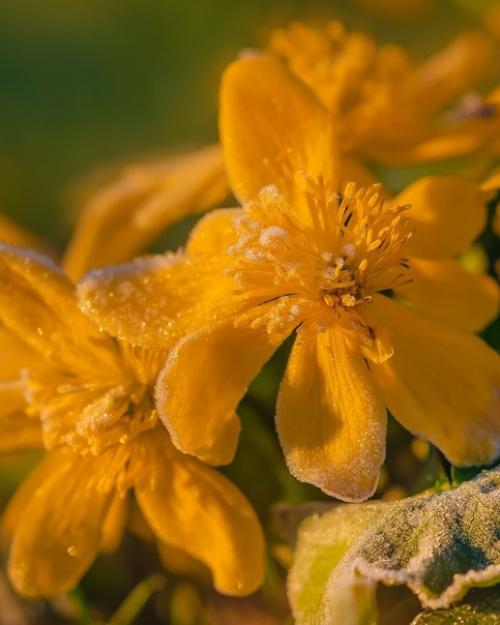 Золотые цветы на рассвете. 01