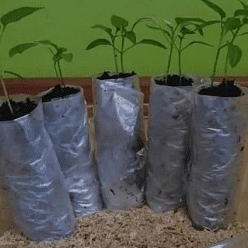 Дачный лайфхак. Посадка рассады в П/э пакеты. 06 Дачный лайфхак. Посадка рассады в П/э пакеты. 06