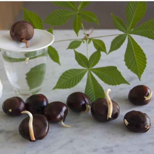 Вам когда-нибудь удавалось прорастить авокадо, желудь или каштан? 05