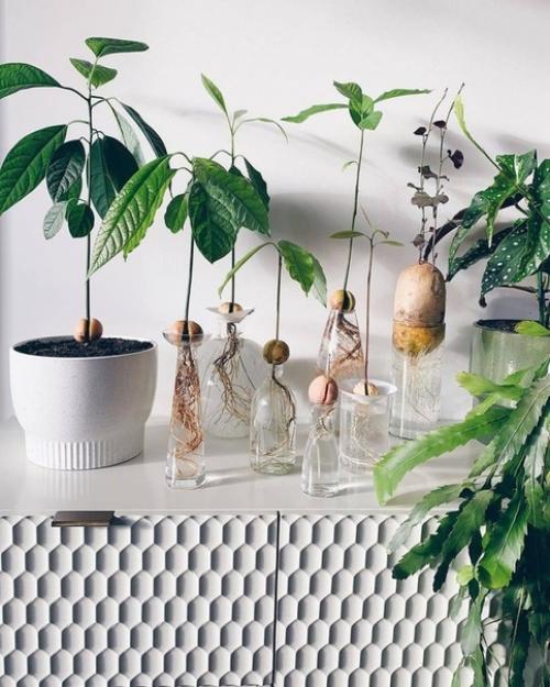 Вам когда-нибудь удавалось прорастить авокадо, желудь или каштан? 02