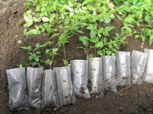 Размножение клематисов. Два способа вегетативного размножения клематисов существуют. 01 Размножение клематисов. Два способа вегетативного размножения клематисов существуют. 01