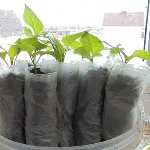 Дачный лайфхак. Посадка рассады в П/э пакеты. 07 Дачный лайфхак. Посадка рассады в П/э пакеты. 07