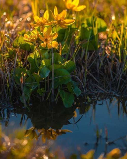 Золотые цветы на рассвете. 07