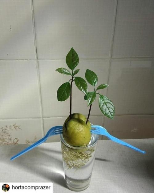 Вам когда-нибудь удавалось прорастить авокадо, желудь или каштан? 03