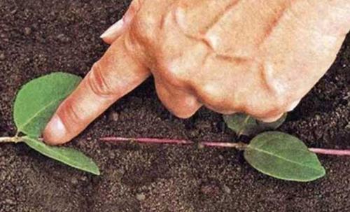 Размножение клематисов. Два способа вегетативного размножения клематисов существуют. 02 Размножение клематисов. Два способа вегетативного размножения клематисов существуют. 02