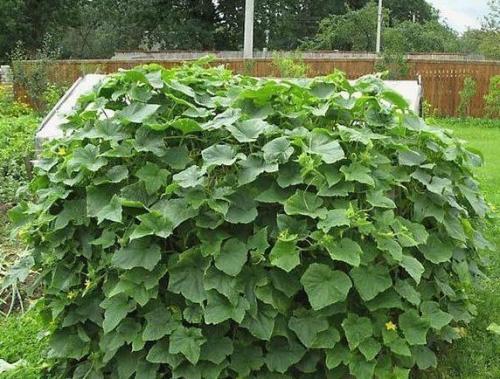 Конструкция для выращивания огурцов. 03