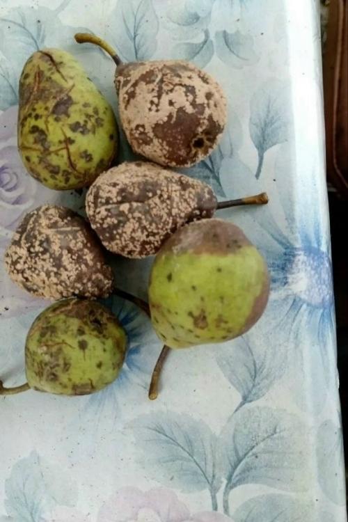 Чем заболела груша и как ее лечить? 

