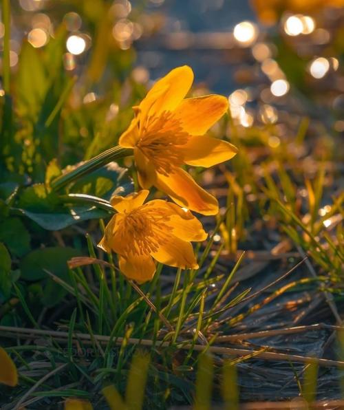 Золотые цветы на рассвете. 08