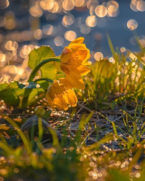 Золотые цветы на рассвете. 02