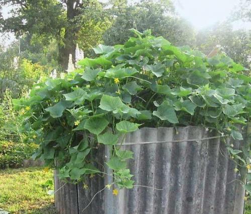 Конструкция для выращивания огурцов. 04