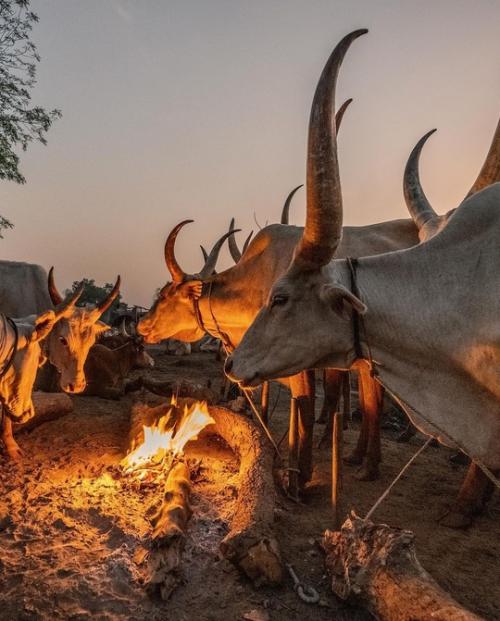 Будни африканского племени мундари в аутентичных работах фотографа Trevor Cole. 01