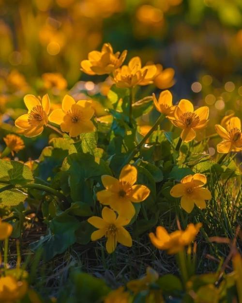 Золотые цветы на рассвете. 04