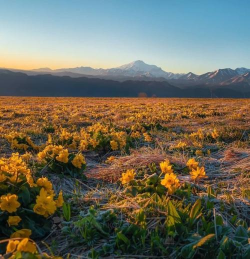 Золотые цветы на рассвете. 03