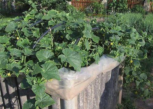 Конструкция для выращивания огурцов. 01