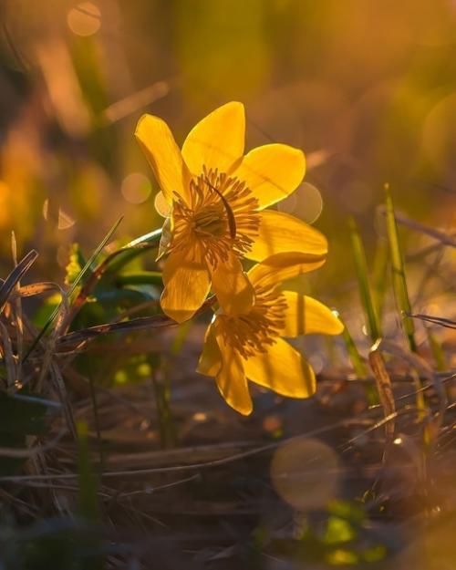 Золотые цветы на рассвете. 06