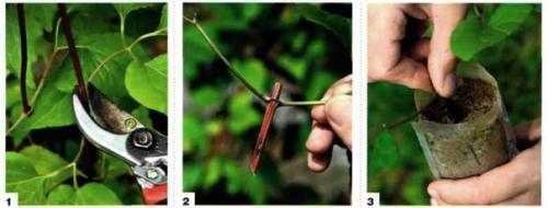 Размножение клематисов. Два способа вегетативного размножения клематисов существуют. 03 Размножение клематисов. Два способа вегетативного размножения клематисов существуют. 03