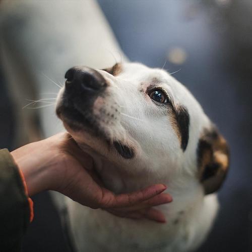 Столь прекрасные собачьи портреты может делать только человек, который по-настоящему любит собак. 07