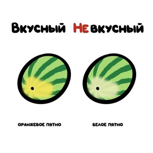 Лето без арбуза и дыни - не лето! 03