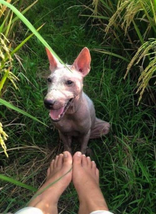 Кефирное желе 114. 06