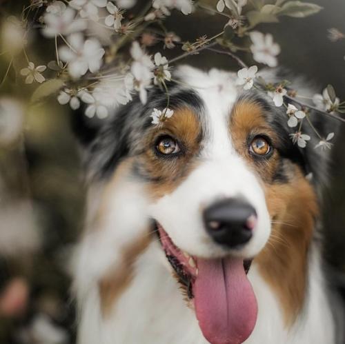 Столь прекрасные собачьи портреты может делать только человек, который по-настоящему любит собак. 09