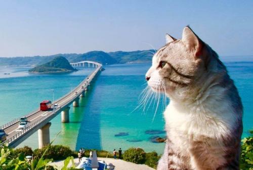 Кот - путешественник, который позирует лучше многих фотомоделей. 02