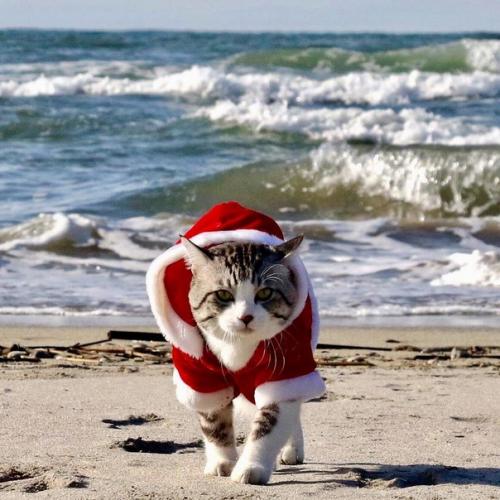 Кот - путешественник, который позирует лучше многих фотомоделей. 01