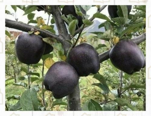 Просто невероятный сорт яблок. 03