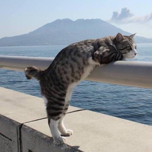 Кот - путешественник, который позирует лучше многих фотомоделей. 08