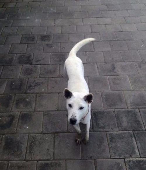 Кефирное желе 114. 07