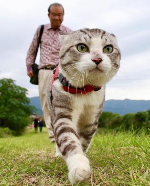 Кот - путешественник, который позирует лучше многих фотомоделей. 09
