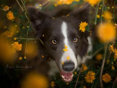 Столь прекрасные собачьи портреты может делать только человек, который по-настоящему любит собак. 08
