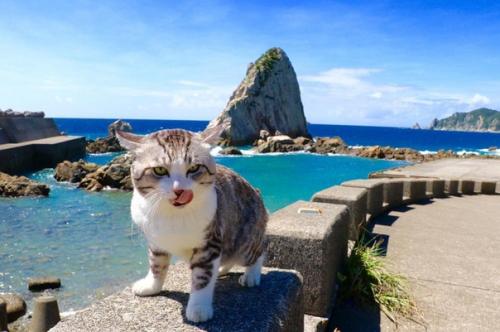 Кот - путешественник, который позирует лучше многих фотомоделей. 03