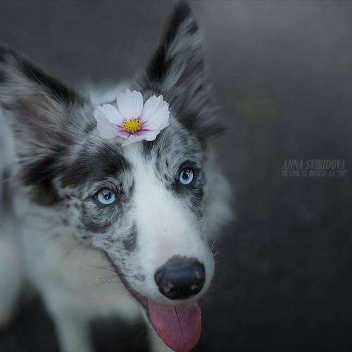 Столь прекрасные собачьи портреты может делать только человек, который по-настоящему любит собак. 05