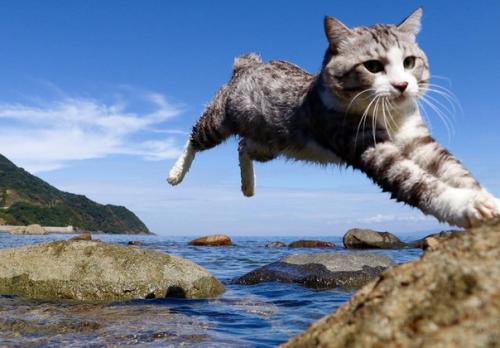 Кот - путешественник, который позирует лучше многих фотомоделей. 05