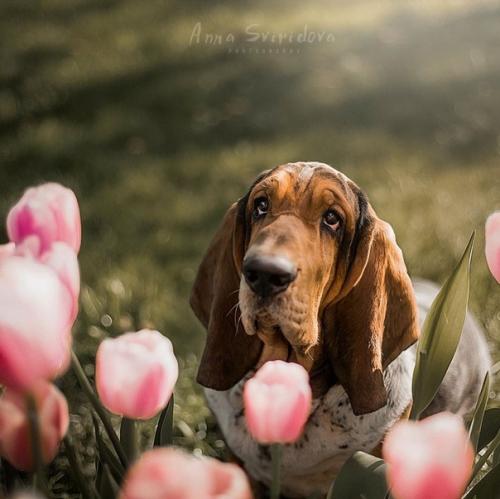 Столь прекрасные собачьи портреты может делать только человек, который по-настоящему любит собак. 01
