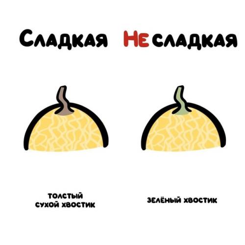 Лето без арбуза и дыни - не лето! 09