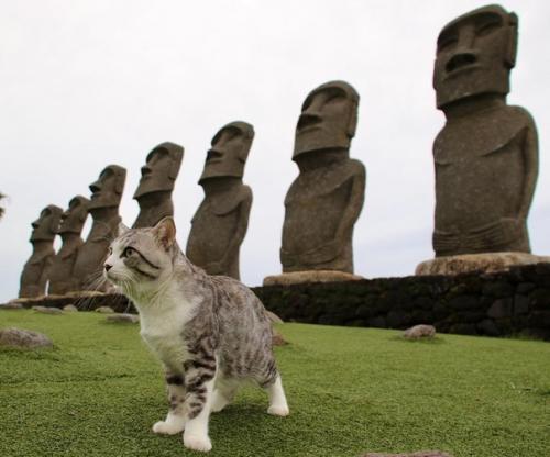 Кот - путешественник, который позирует лучше многих фотомоделей. 04