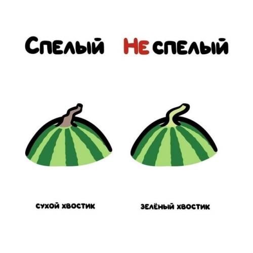 Лето без арбуза и дыни - не лето! 02